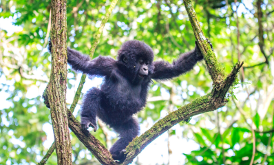 Young mountian gorilla swinging through the trees of Volcanoes National Park.