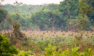 Fruit bats taking flight at Zambia's Kasanka National Park