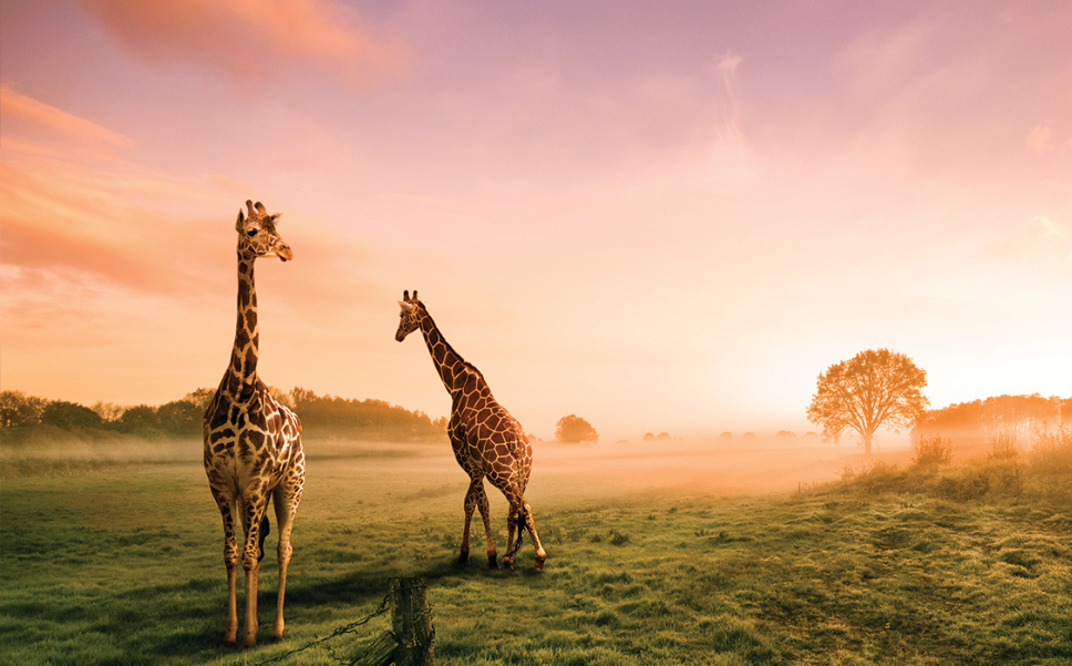 Two giraffes stand on an open plain with mist in the background.