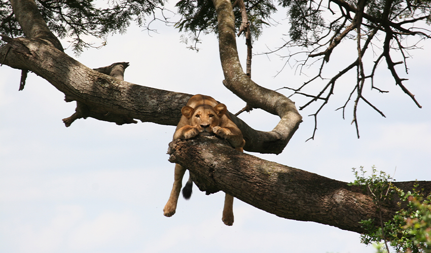 Lions in Emakoko