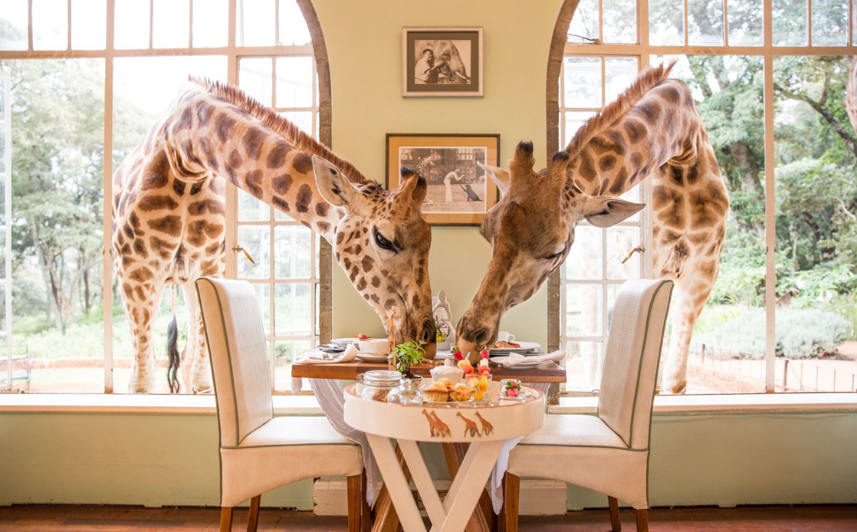 Giraffe Guests