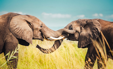 Two elephants caress each others face to communicate with each other.