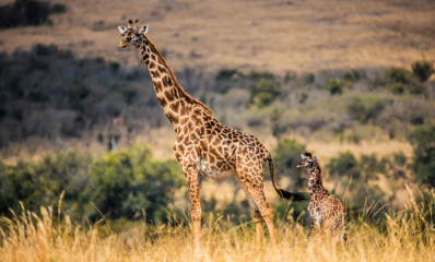 Family Safari South Africa