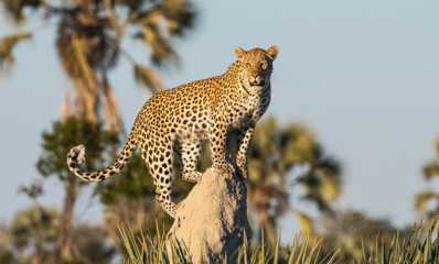 Leopard watching over the Okavango Delta from a termite mound