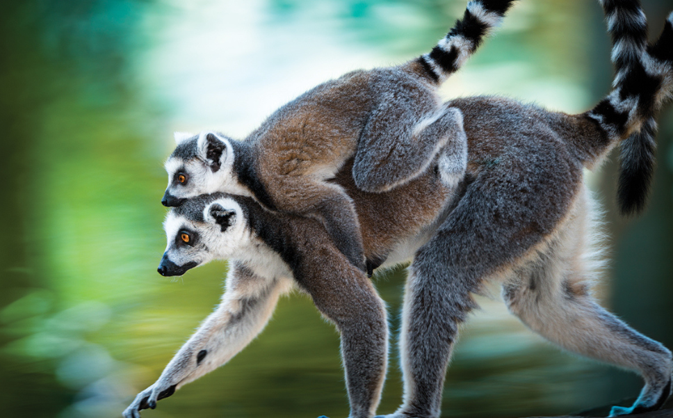 family-friendly safari