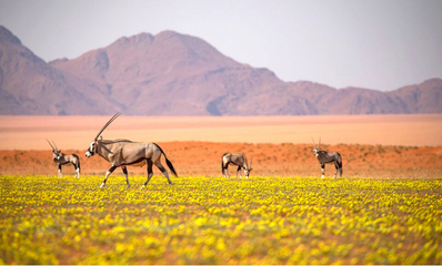 Namibia Luxury Safari
