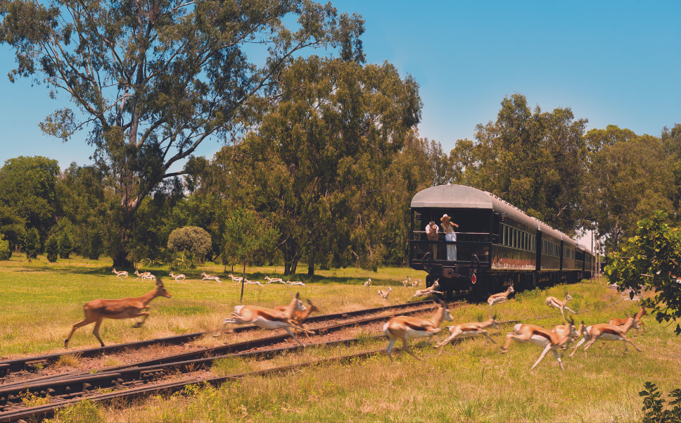 Recapture the romance of a bygone era as you step aboard the reconditioned wood-paneled coaches and enjoy fine cuisine in five-star luxury.⁠