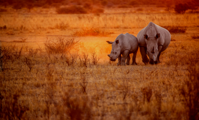 Rhino with calf in South Africa.