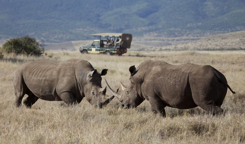 Wildlife Safari