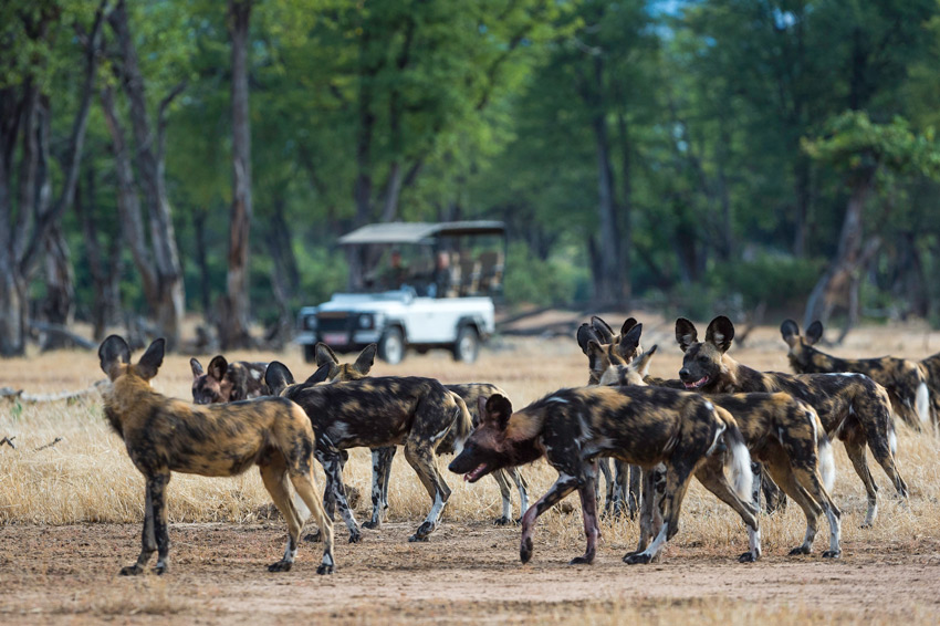 Game Drive in Mana Pools
