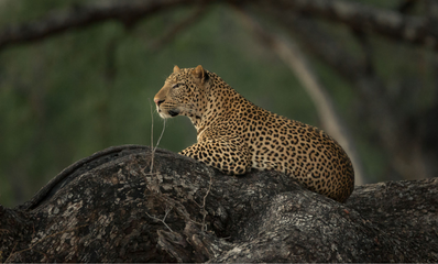 Spotted leopard perched on rock in Zambia's South Luangwa National Park