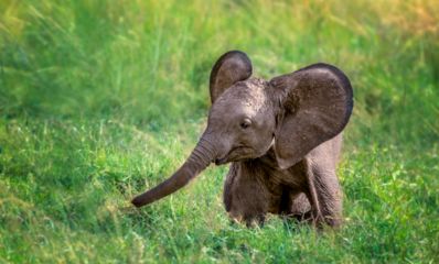 Elephant calf playing with its trunk in a field of green grass.