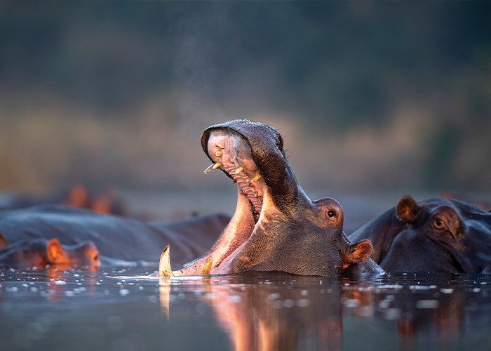 Zimbabwe