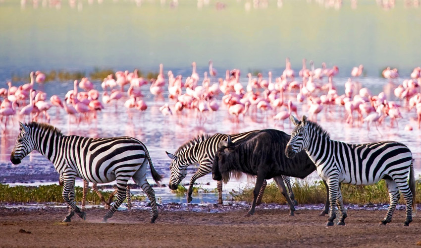 Tanzania Safari