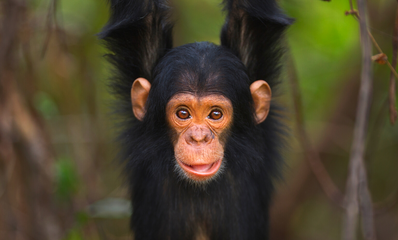 Luxury Rwanda Safari Chimpanzee Experience